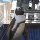 Image for article titled Surely You Can Find an Excuse for a Therapy Penguin